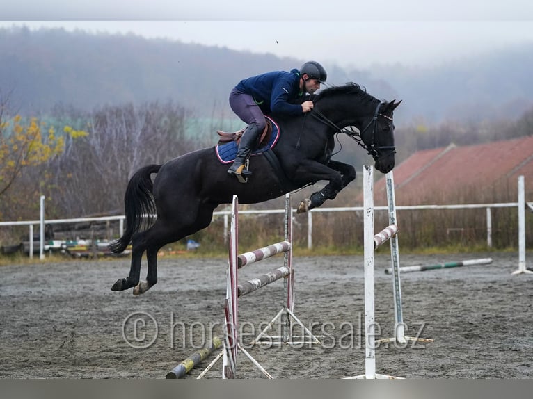 Trakehner Castrone 7 Anni 163 cm Morello in Region Brno
