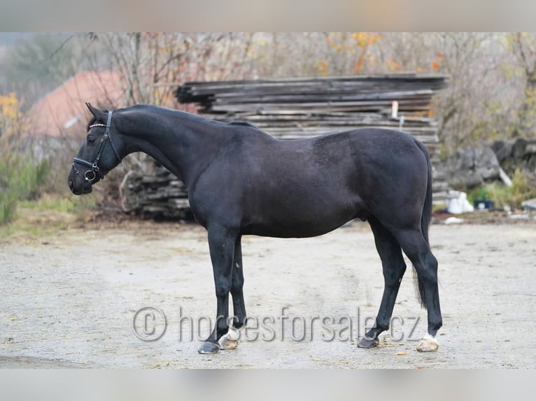Trakehner Castrone 7 Anni 163 cm Morello in Region Brno