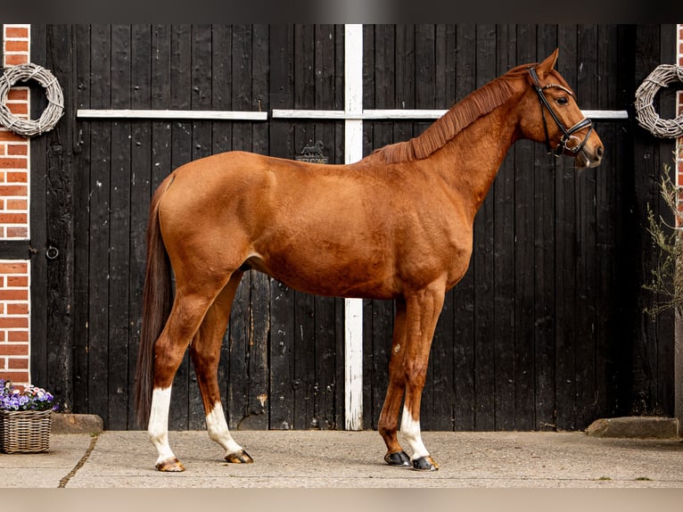Trakehner Castrone 7 Anni 164 cm Sauro in Coesfeld