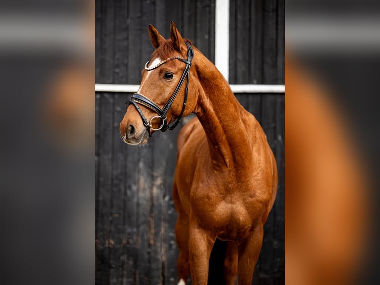 Trakehner Castrone 7 Anni 164 cm Sauro in Coesfeld