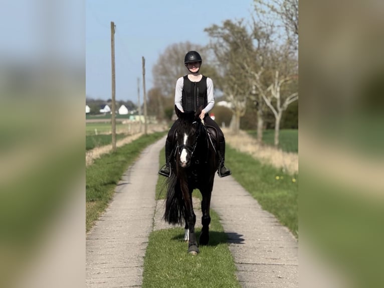 Trakehner Castrone 7 Anni 165 cm Baio nero in Z&#xFC;ssow