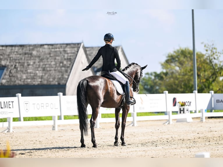 Trakehner Castrone 7 Anni 166 cm Baio nero in Barłomino