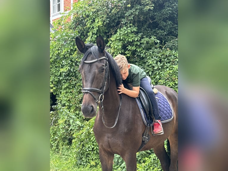 Trakehner Castrone 7 Anni 172 cm Baio scuro in Lüneburg