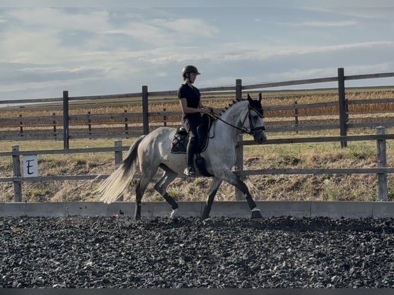 Trakehner Castrone 7 Anni 173 cm Grigio in Gnadendorf