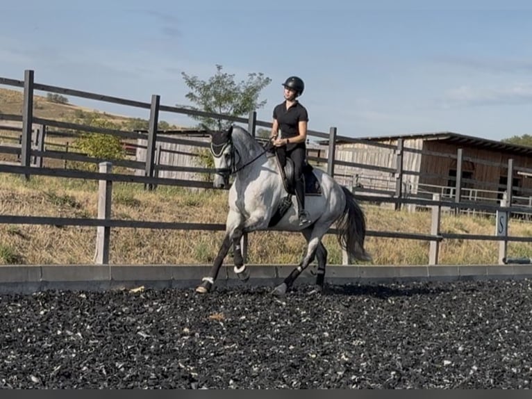 Trakehner Castrone 7 Anni 173 cm Grigio in Gnadendorf