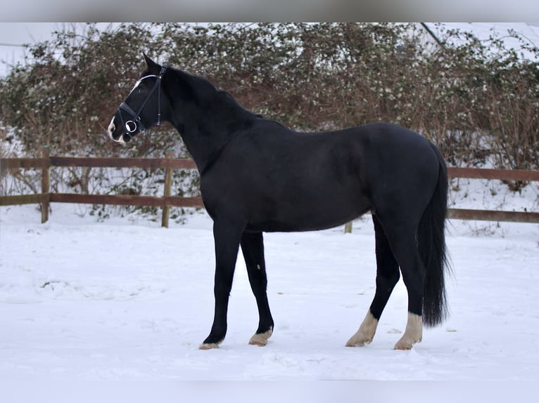 Trakehner Castrone 7 Anni 174 cm Morello in Blekendorf