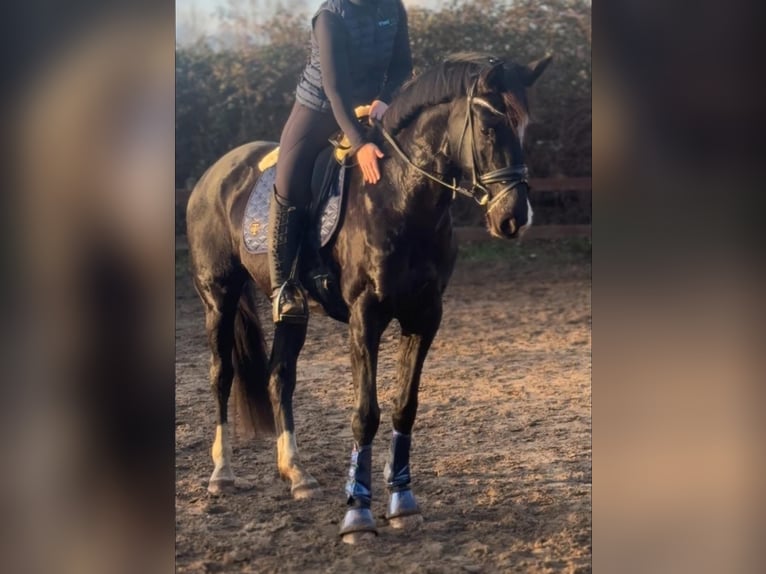 Trakehner Castrone 7 Anni 174 cm Morello in Blekendorf