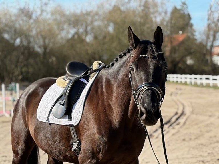 Trakehner Castrone 7 Anni 174 cm Morello in Verden (Aller)