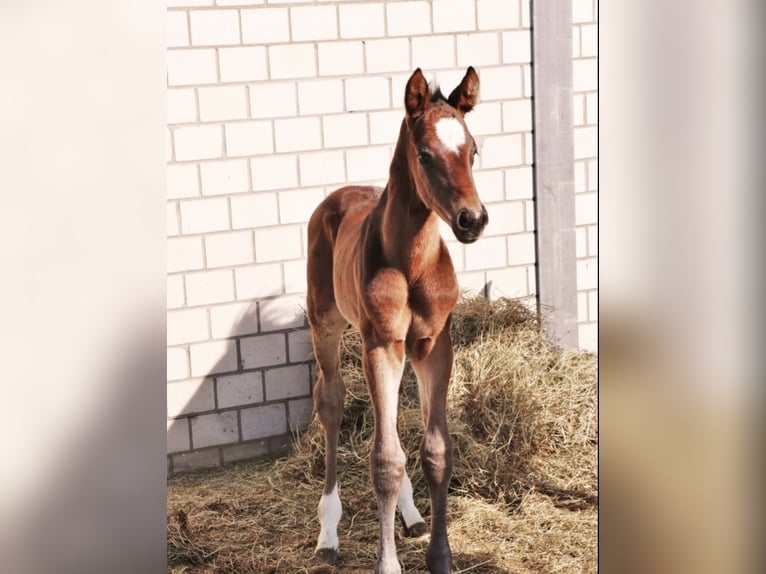 Trakehner Castrone 7 Anni 178 cm Baio in Freren
