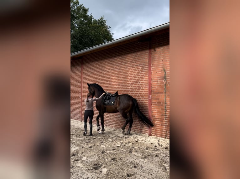 Trakehner Castrone 7 Anni 178 cm Baio in Freren