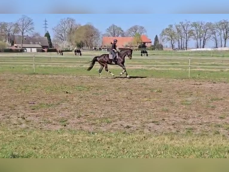 Trakehner Castrone 7 Anni 178 cm Baio in Freren