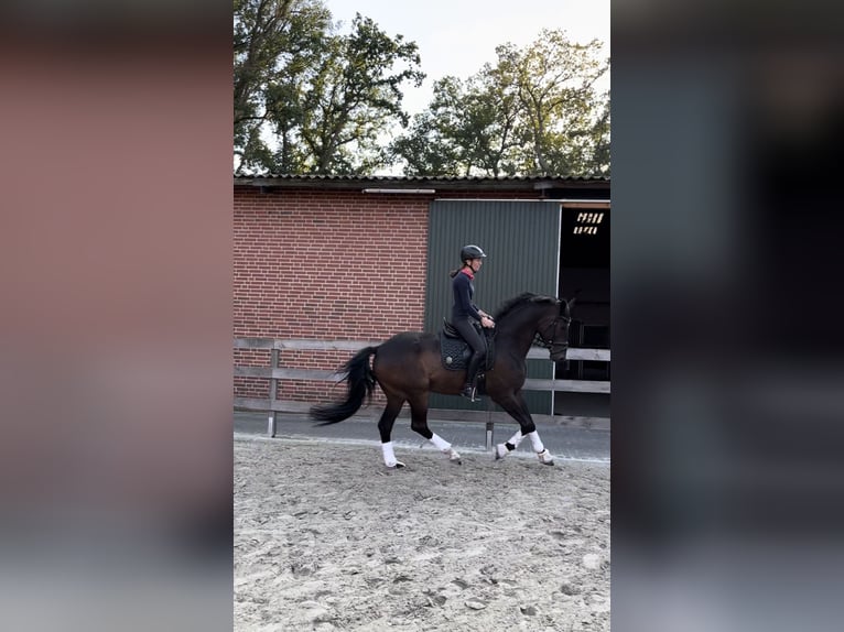 Trakehner Castrone 7 Anni 178 cm Baio in Freren