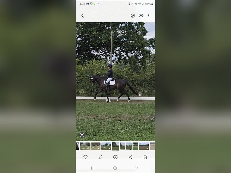 Trakehner Castrone 8 Anni 164 cm Baio scuro in Sperenberg