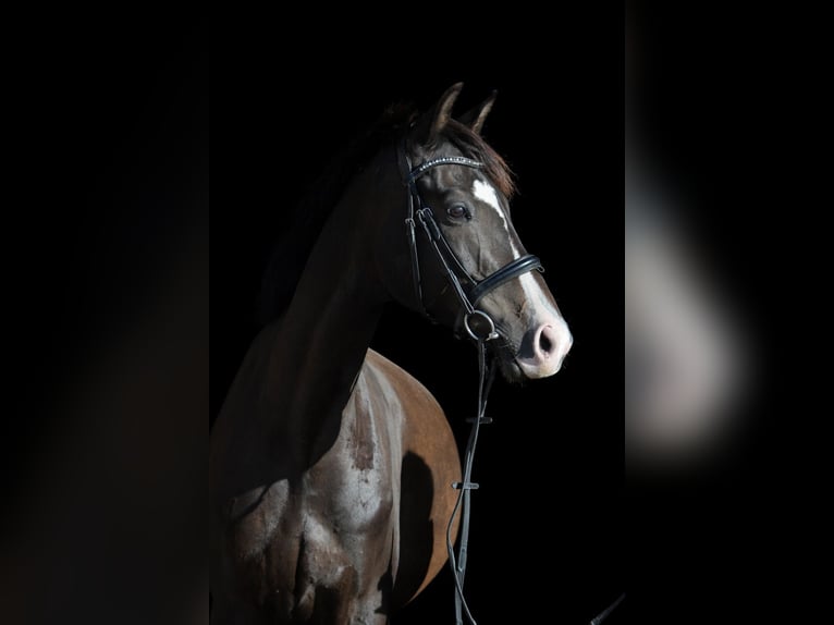 Trakehner Castrone 8 Anni 164 cm Baio scuro in Sperenberg