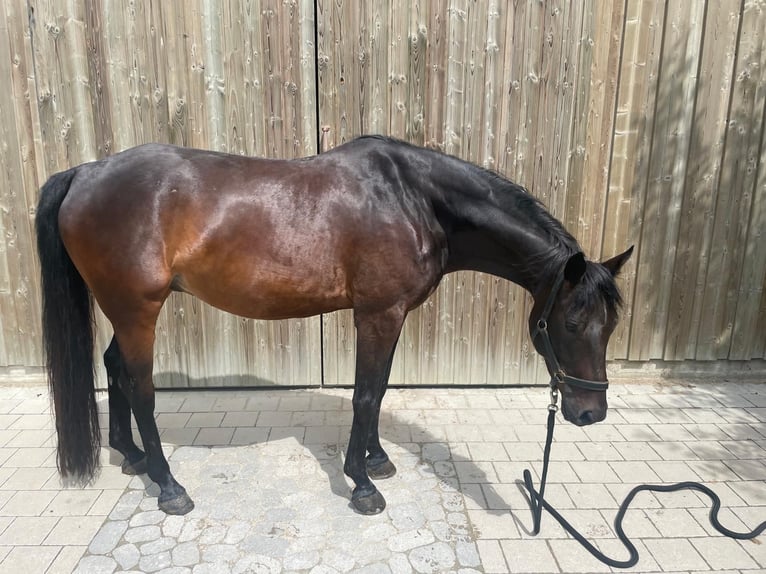 Trakehner Castrone 8 Anni 164 cm Baio scuro in Pappenheim