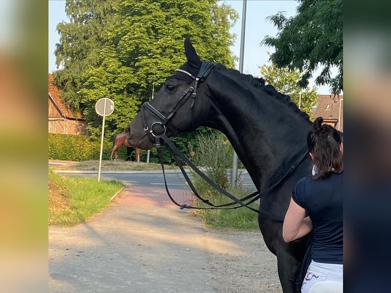 Trakehner Castrone 8 Anni 164 cm Morello in Dorsten