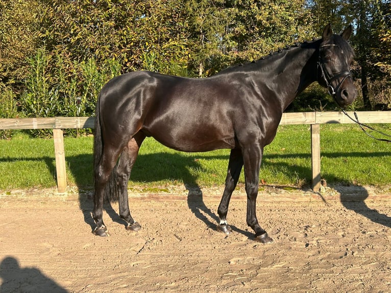 Trakehner Castrone 8 Anni 164 cm Morello in Dorsten