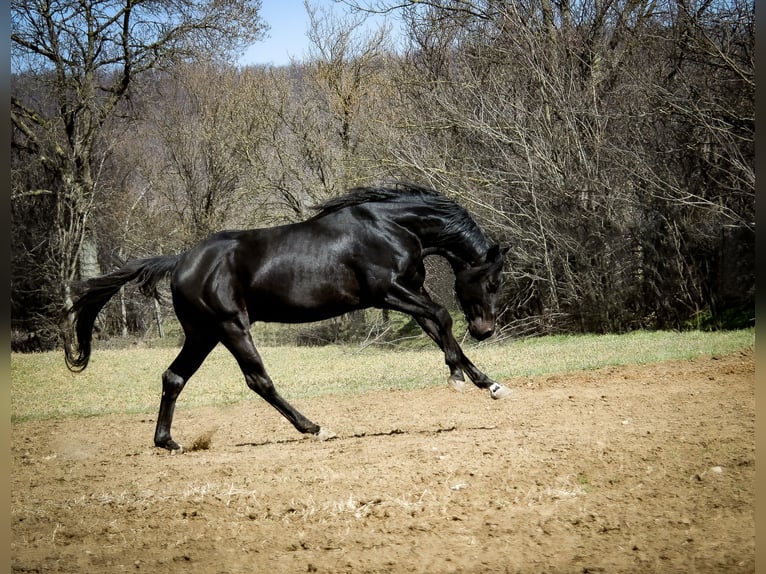 Trakehner Castrone 8 Anni 164 cm Morello in Dorsten