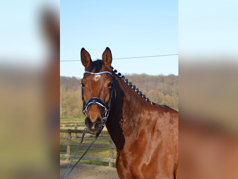 Trakehner Castrone 8 Anni 165 cm Baio in Wadersloh
