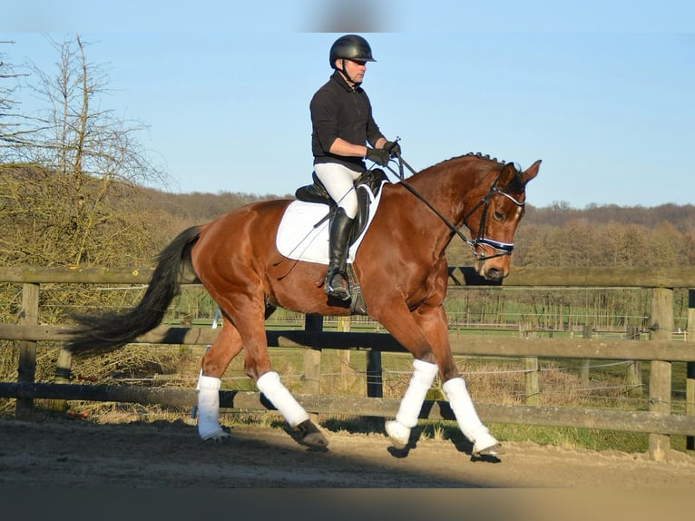 Trakehner Castrone 8 Anni 165 cm Baio in Wadersloh