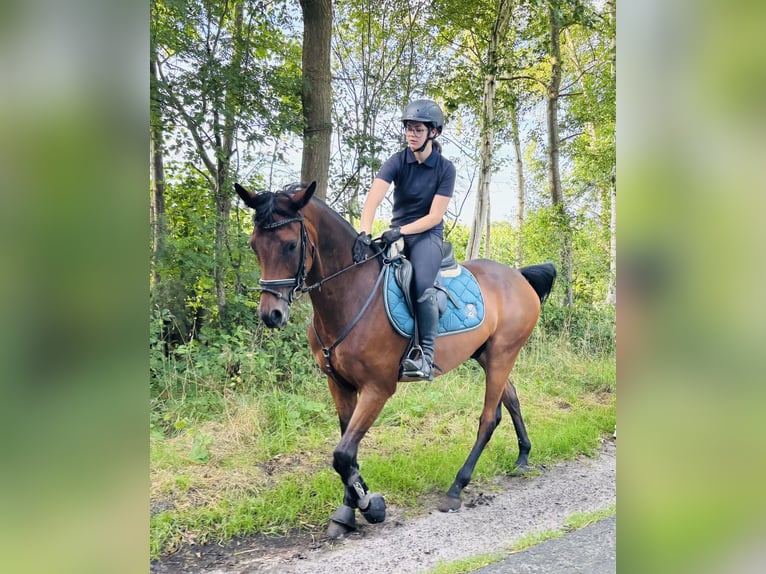 Trakehner Castrone 8 Anni 165 cm Baio in Sottrum
