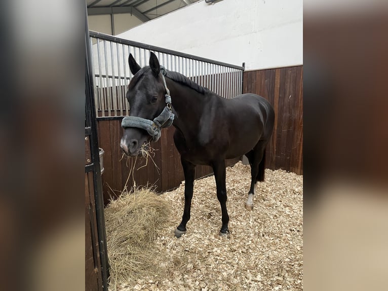 Trakehner Castrone 8 Anni 167 cm Morello in Berlin