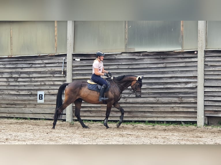 Trakehner Castrone 8 Anni 168 cm Baio scuro in linz