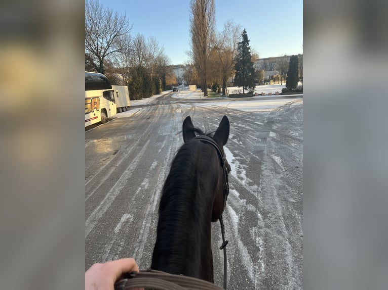 Trakehner Castrone 8 Anni 168 cm Baio scuro in linz