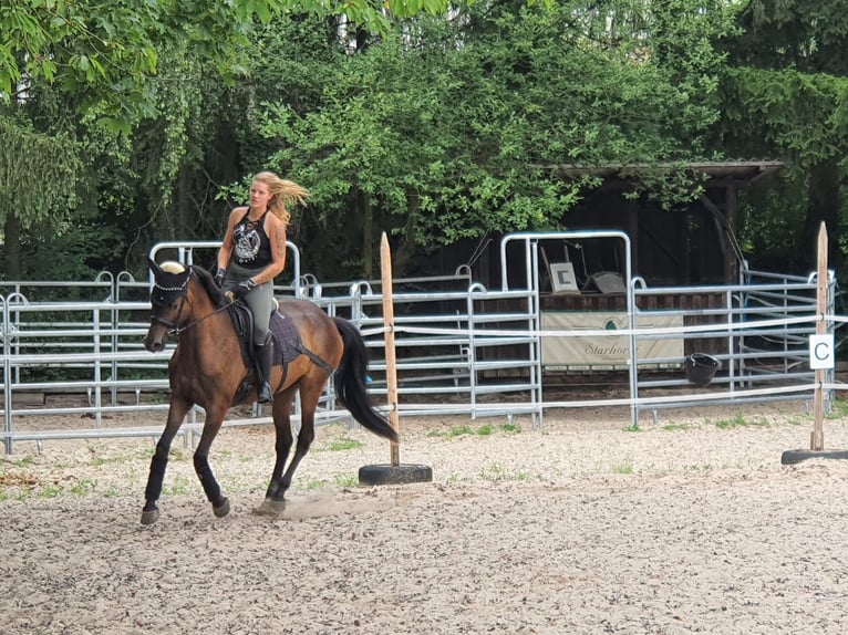 Trakehner Castrone 8 Anni 169 cm Baio scuro in linz