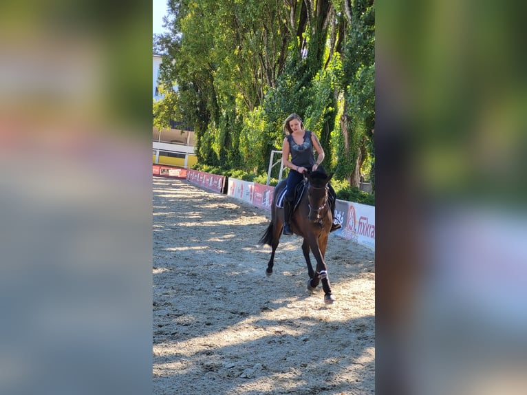 Trakehner Castrone 8 Anni 169 cm Baio scuro in linz