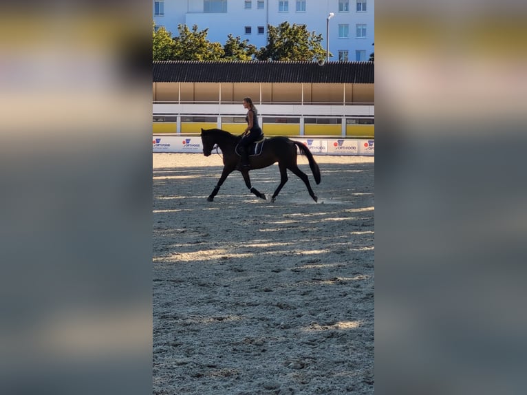 Trakehner Castrone 8 Anni 169 cm Baio scuro in linz