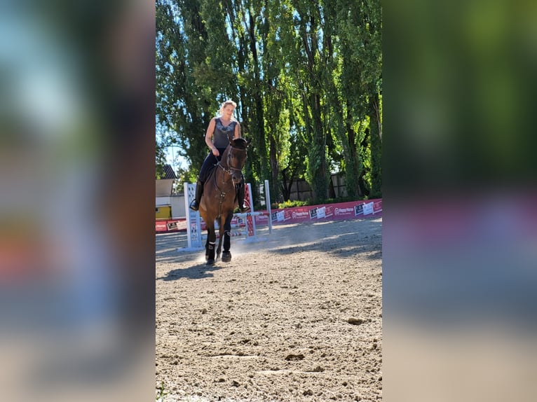 Trakehner Castrone 8 Anni 169 cm Baio scuro in linz