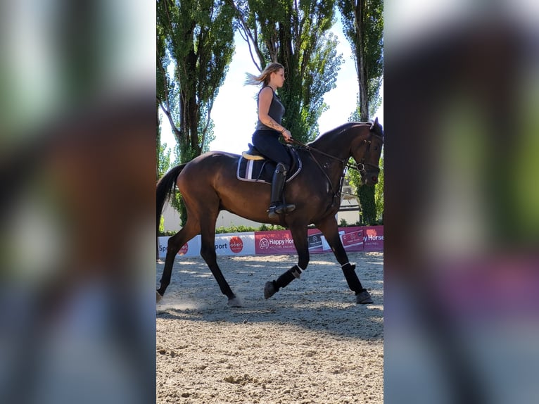 Trakehner Castrone 8 Anni 169 cm Baio scuro in linz