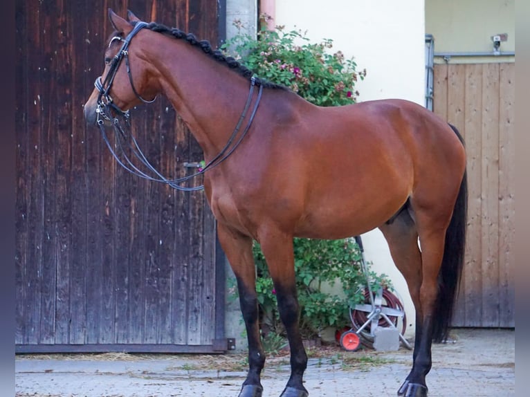 Trakehner Castrone 8 Anni 172 cm Baio in Zolling