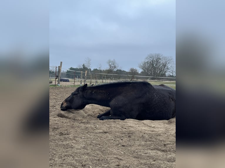 Trakehner Castrone 8 Anni 180 cm Baio scuro in Zühlsdorf