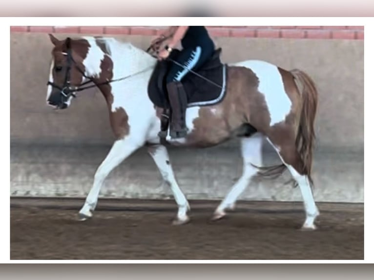 Trakehner Mix Castrone 9 Anni 150 cm Pezzato in Weisendorf