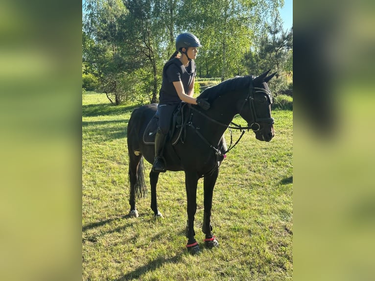 Trakehner Castrone 9 Anni 162 cm Morello in Hamburg