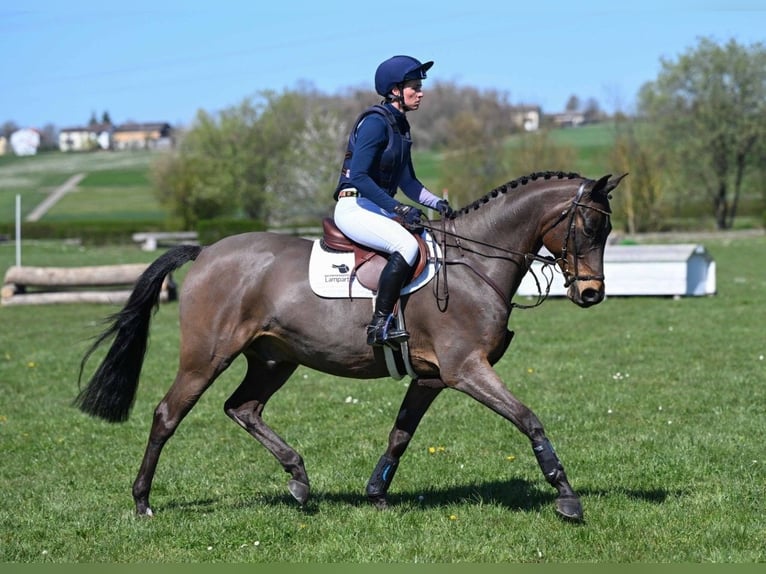 Trakehner Castrone 9 Anni 164 cm Baio in Gomadingen