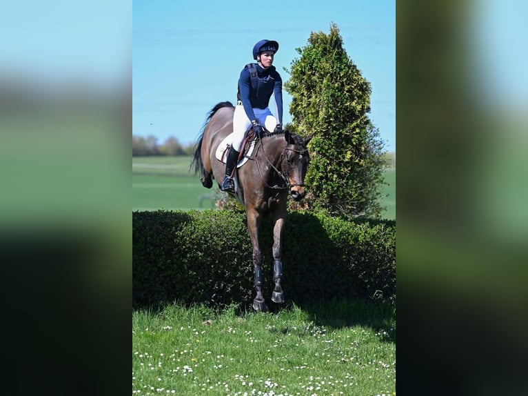 Trakehner Castrone 9 Anni 164 cm Baio in Gomadingen