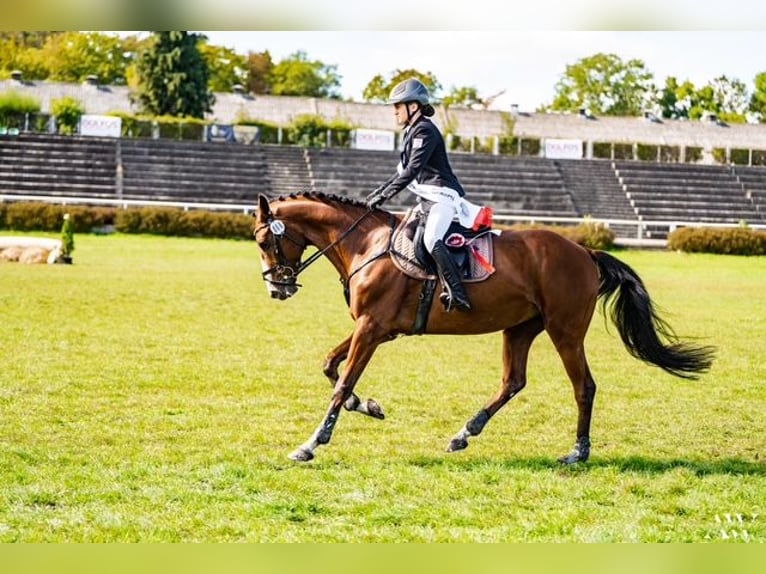 Trakehner Castrone 9 Anni 167 cm Baio in Józefin