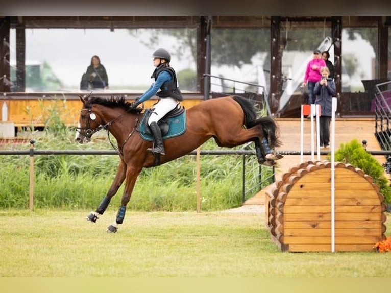 Trakehner Castrone 9 Anni 167 cm Baio in Józefin