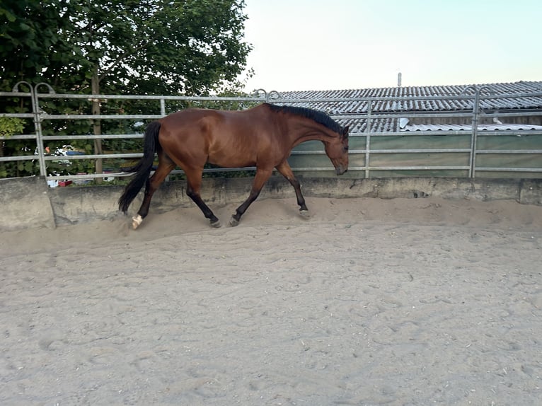 Trakehner Castrone 9 Anni 167 cm Baio in Solms