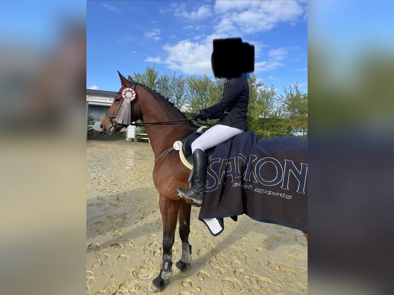 Trakehner Castrone 9 Anni 167 cm Baio in Solms