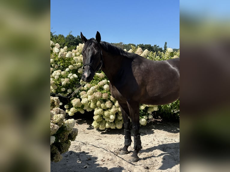 Trakehner Castrone 9 Anni 167 cm Baio scuro in Berlin