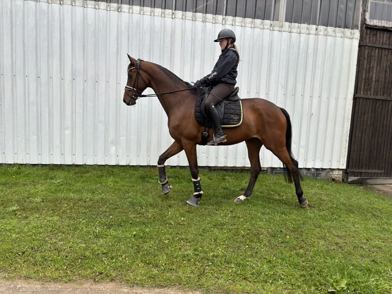 Trakehner Castrone 9 Anni 168 cm Baio in Sottrz