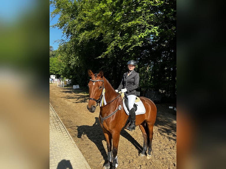 Trakehner Castrone 9 Anni 168 cm Baio in Solms