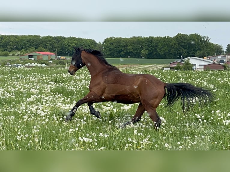 Trakehner Castrone 9 Anni 168 cm Baio in Solms