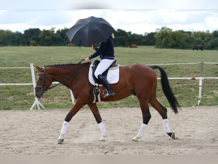 Trakehner Castrone 9 Anni 169 cm Baio in Ganschow