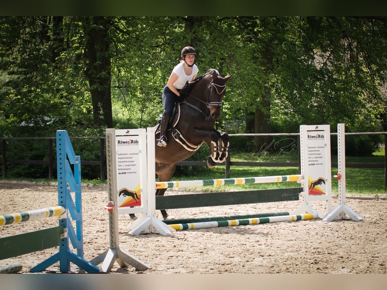 Trakehner Castrone 9 Anni 169 cm Baio nero in Kremmen