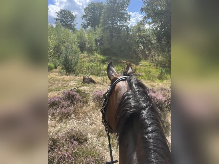 Trakehner Castrone 9 Anni 171 cm Baio in Erkelenz